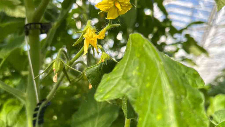 Exkurzia Banícke rajčiny